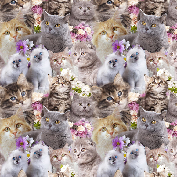 Cute Kittens by Janelle Frohloff for Kennard & Kennard 